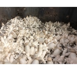 Mushroom Spawn bag 1.7kg  Pleurotus eryngii Baby Kings  (S KING OYSTER)  - FREE SHIPPING